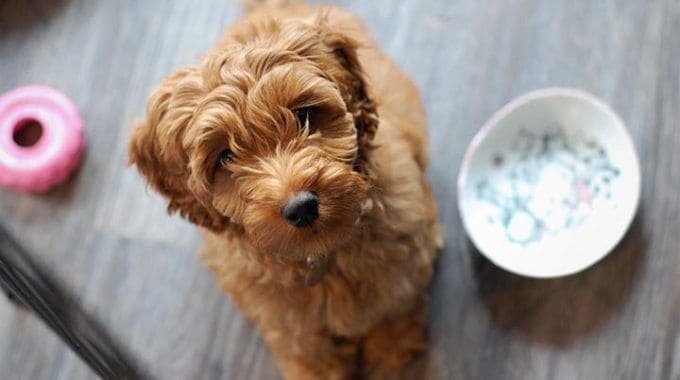 The best dog food for your goldendoodle