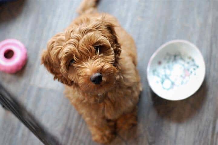 The best dog food for your goldendoodle
