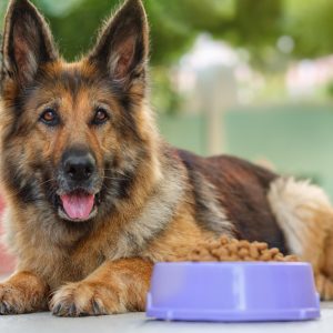 German shepherd lying next to food bowl