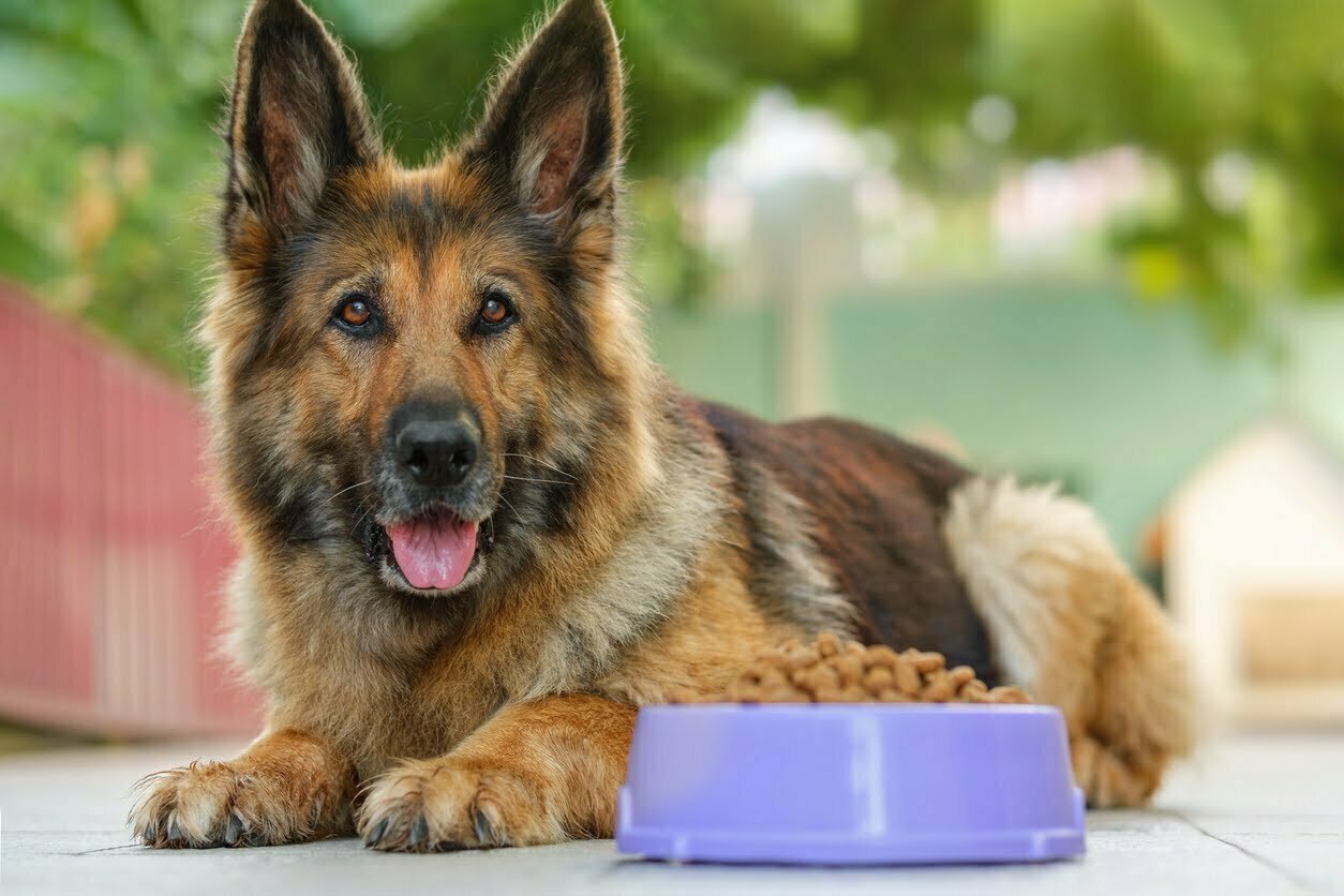 German Shepherd lying next to food bowl