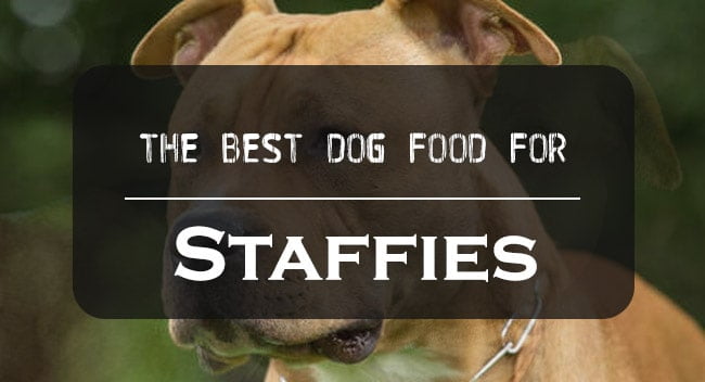 Best Dog Food for Staffy Staffordshire Bullterrier