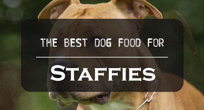 best dog food for staffies