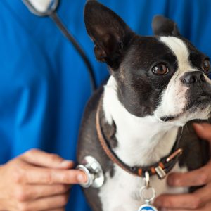 Boston terrier at the vet