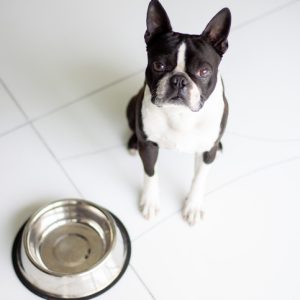 Boston terrier eating