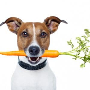 Healthy dog with a carrot