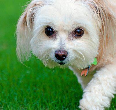 we show you how to choose the best dog food for maltipoo