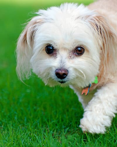 We show you how to choose the best dog food for maltipoo