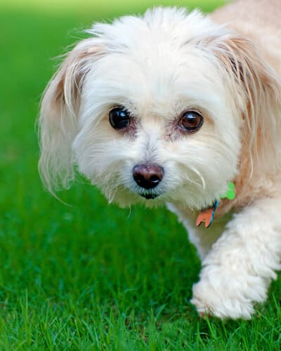 maltipoo food allergies