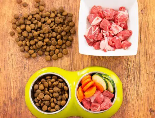 best organic dog food in the market