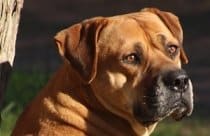 Bull mastiff