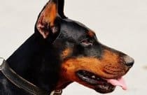 Doberman