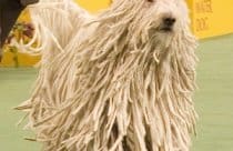 Komondor