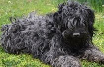 Puli dog