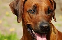 Rhodesian ridgeback