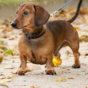 Dashchund 1