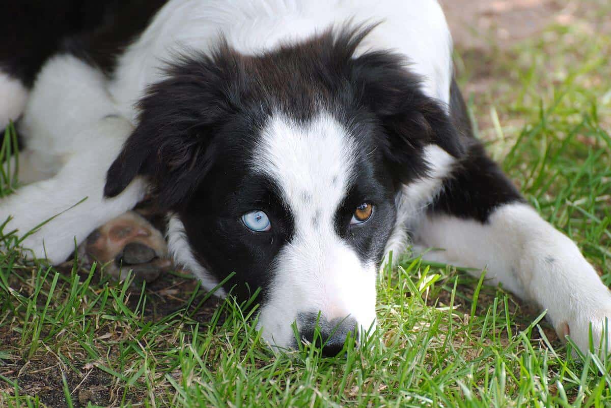 can a beagle and a border collie be friends