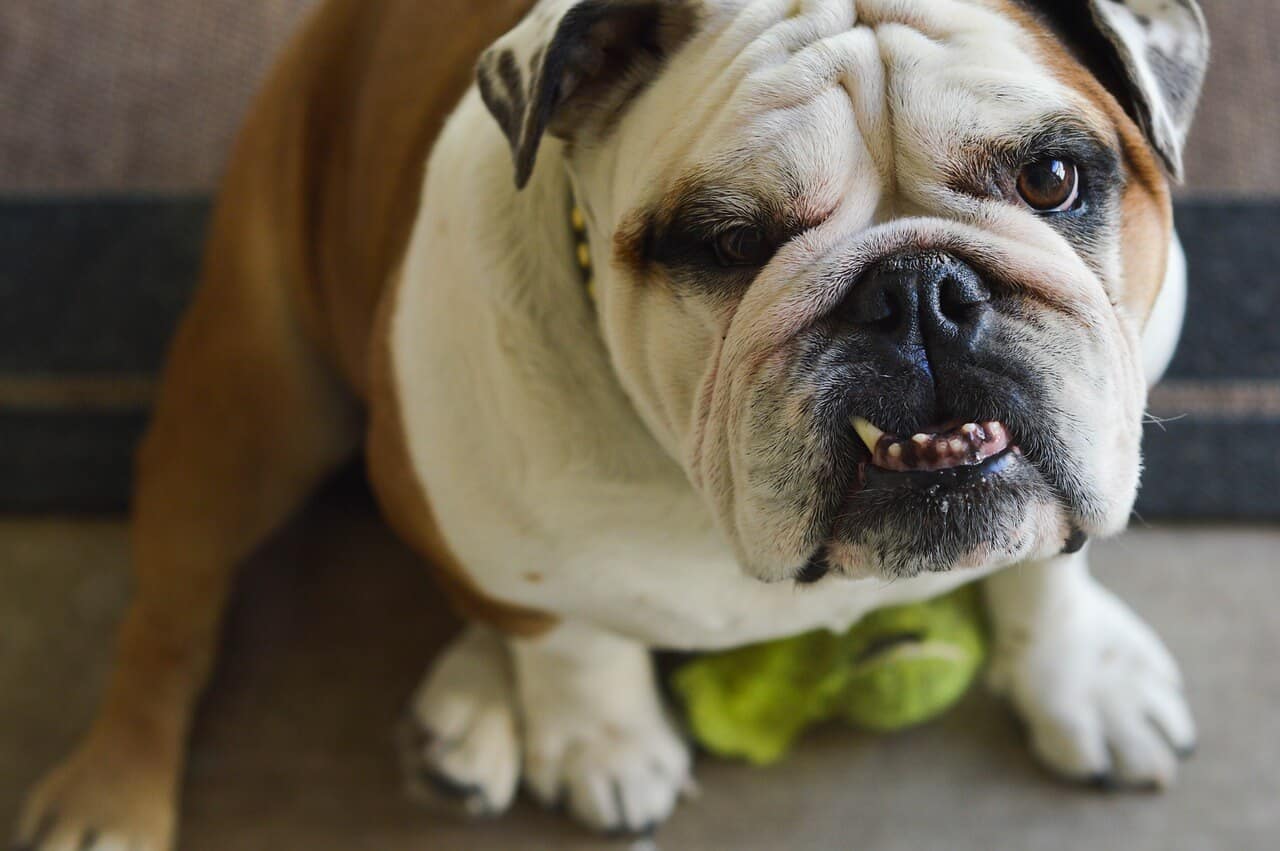 Bulldog wrinkles