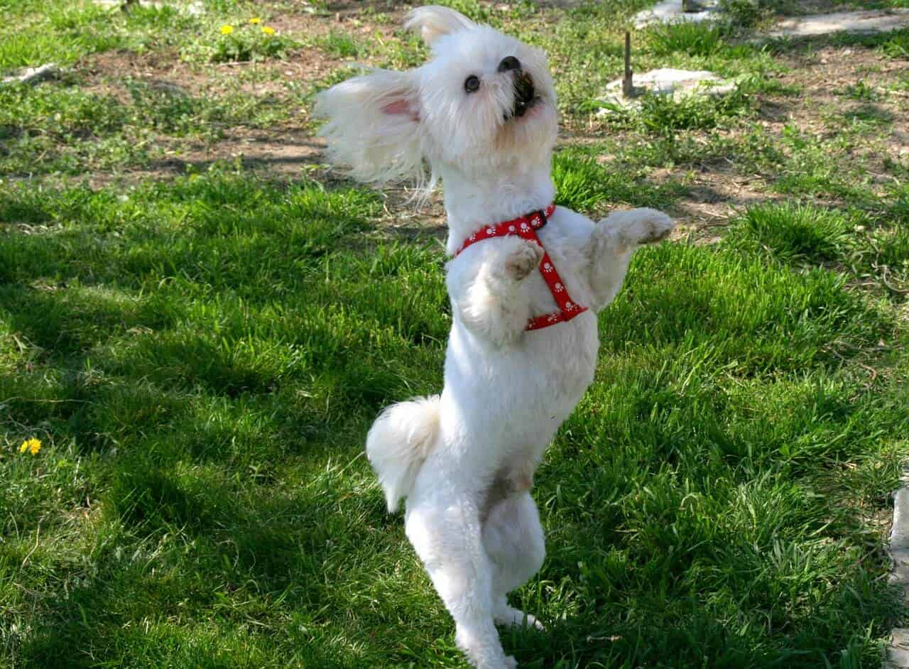 This image has an empty alt attribute; its file name is dog-dance. Jpg