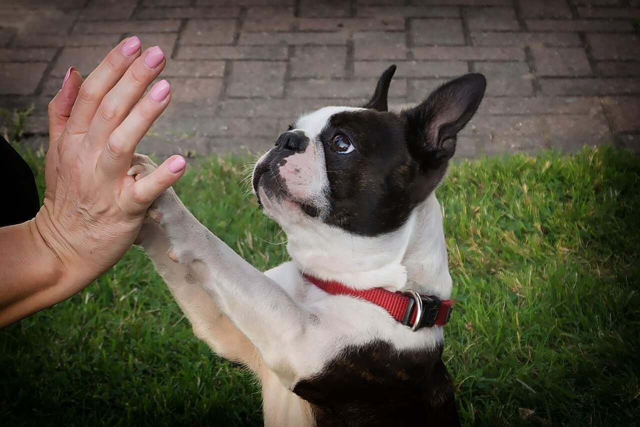 This image has an empty alt attribute; its file name is dog-high-five-4. Jpg