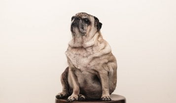 Gaining weight easily in senior dogs