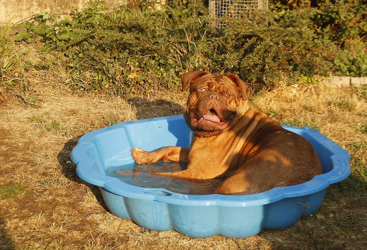 Dog swimming pool 1