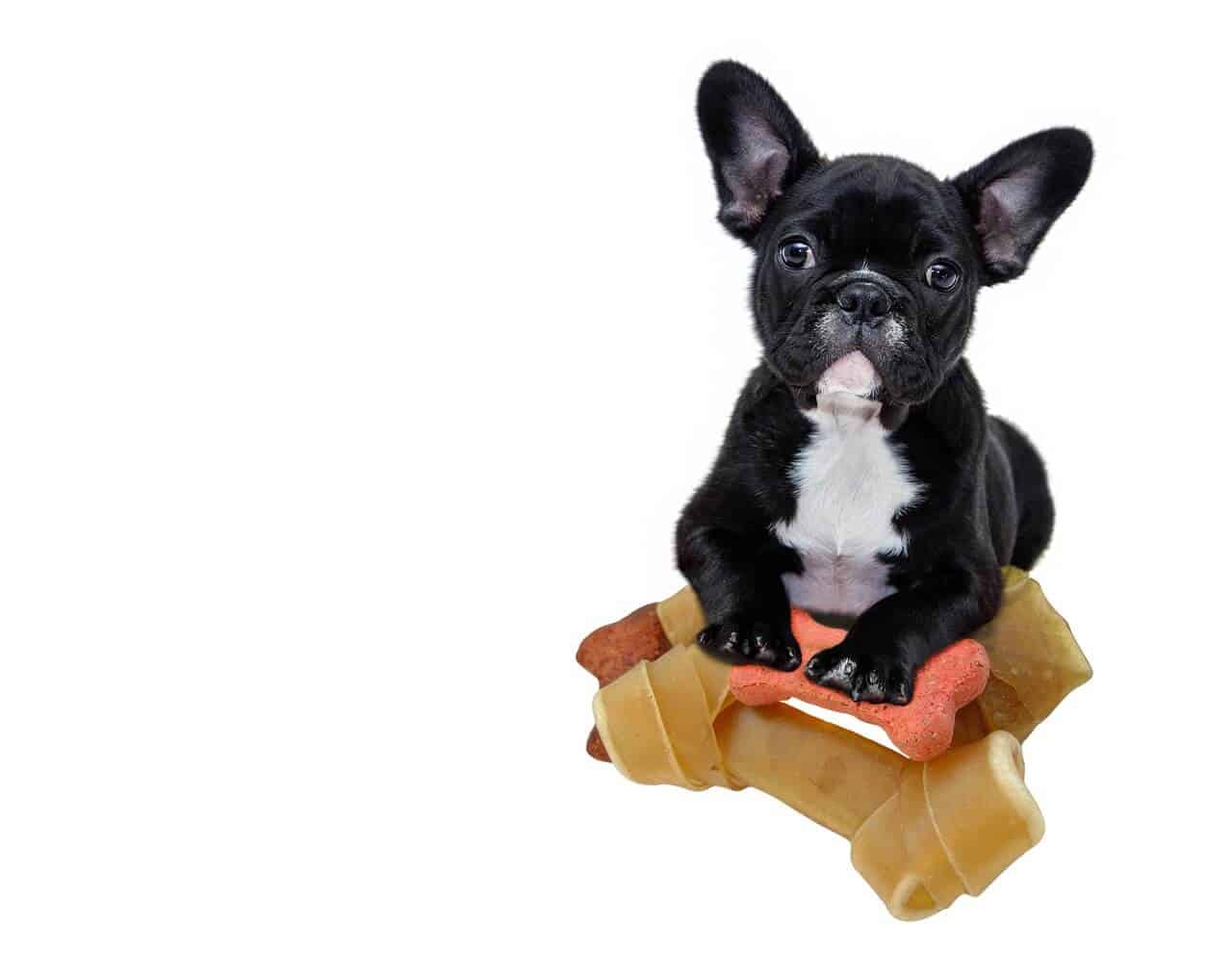 French Bulldog Puppies for Adoption - The Things You Need ...