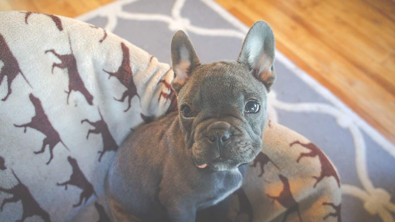 French bulldog puppy for adoption1