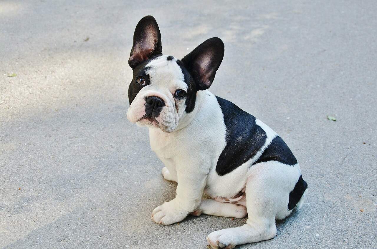 French bulldog puppy