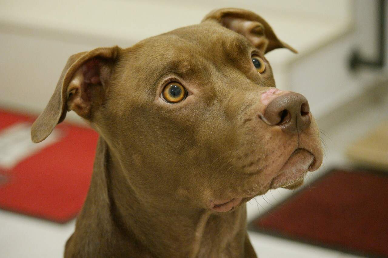 Long Hair Pit Bull!? Techniques To Help Grow His Hair Long! - PetDT