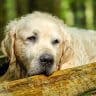 Signs of aging dog