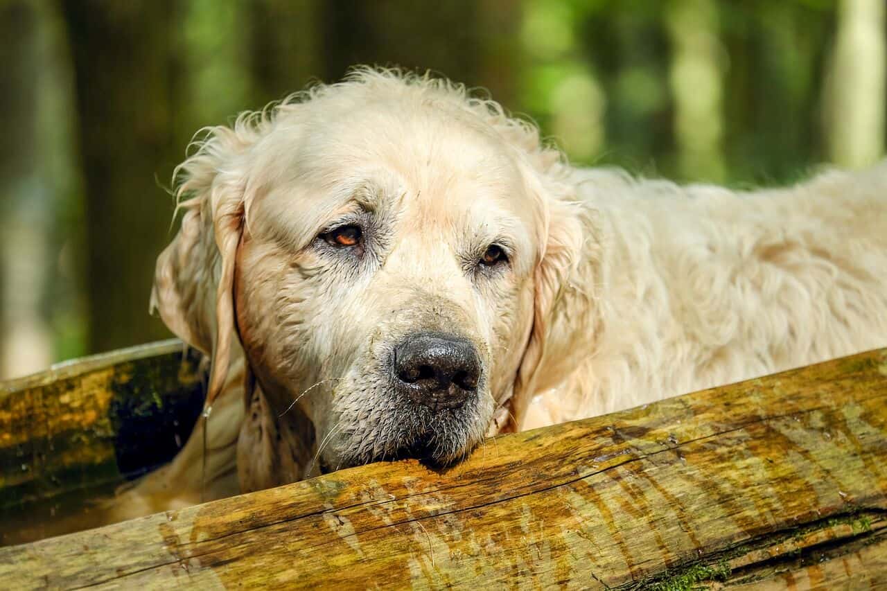 what are signs of aging in dogs