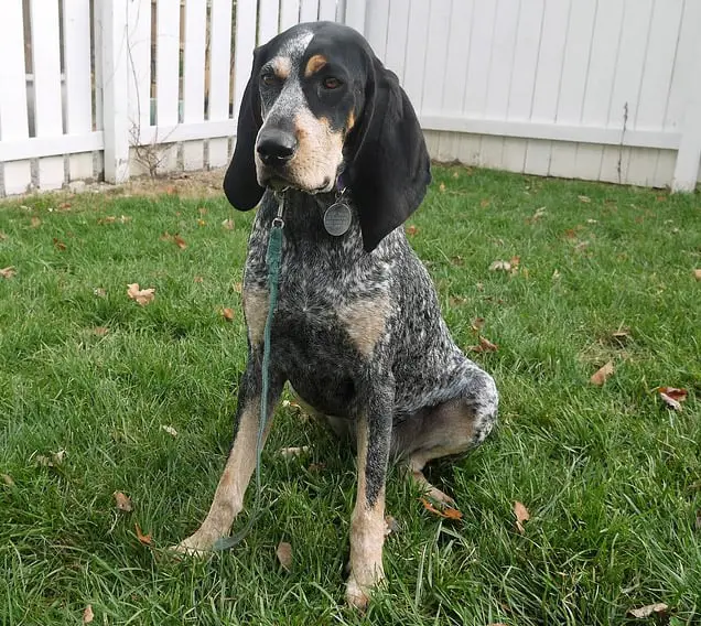 Coonhound dog food buying guide