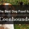 Best Dog Food for Coonhounds