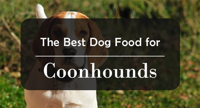 best dog food for coonhounds