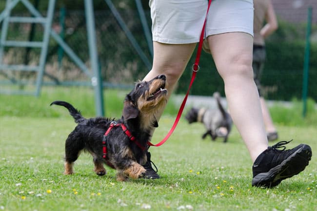 Getting your dog to walk