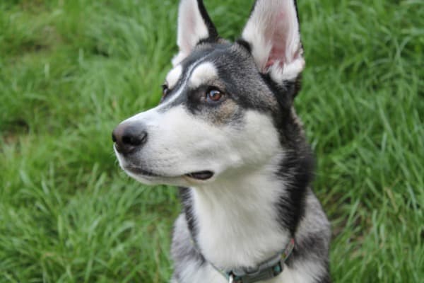 Exercising a German Shepherd Husky breed