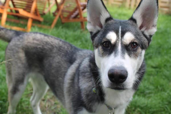 German shepherd husky mix puppy outside