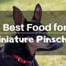 Best food for miniature pinschers