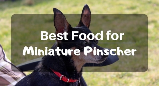 Best food for miniature pinschers