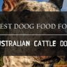 Best Australian Cattle Dog Food Reviewed