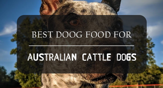 best dog food for australian cattle dog