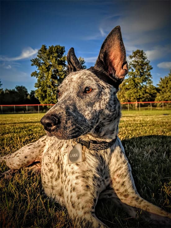 Acd heeler sitting in grass after a meal