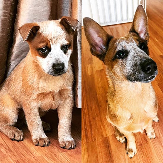 Australian cattle dog growing up