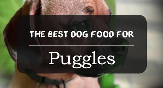 Best dog food for puggles