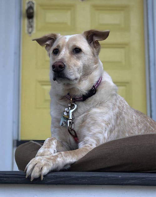 Australian cattle dog example