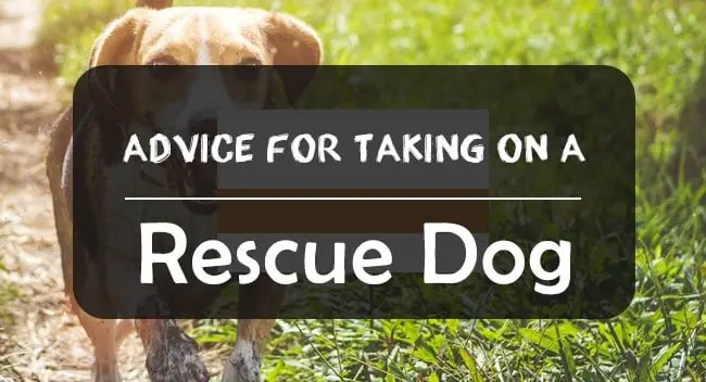Training a Rescue Dog
