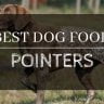 Best dog food for Pointers reviewed