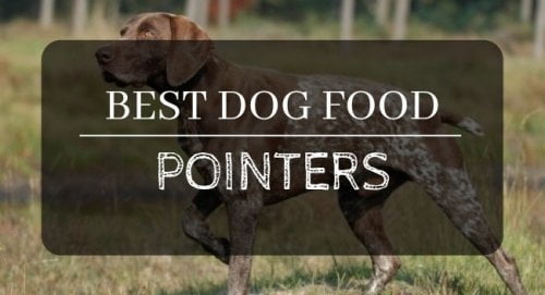 Best dog food for pointers reviews and ratings