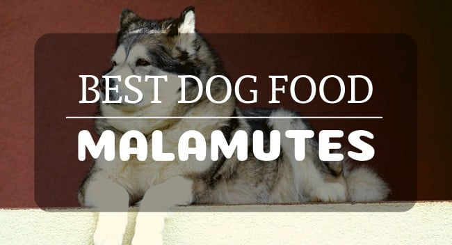 best dog food for alaskan malamute