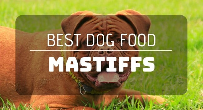 Best dog food for mastiffs